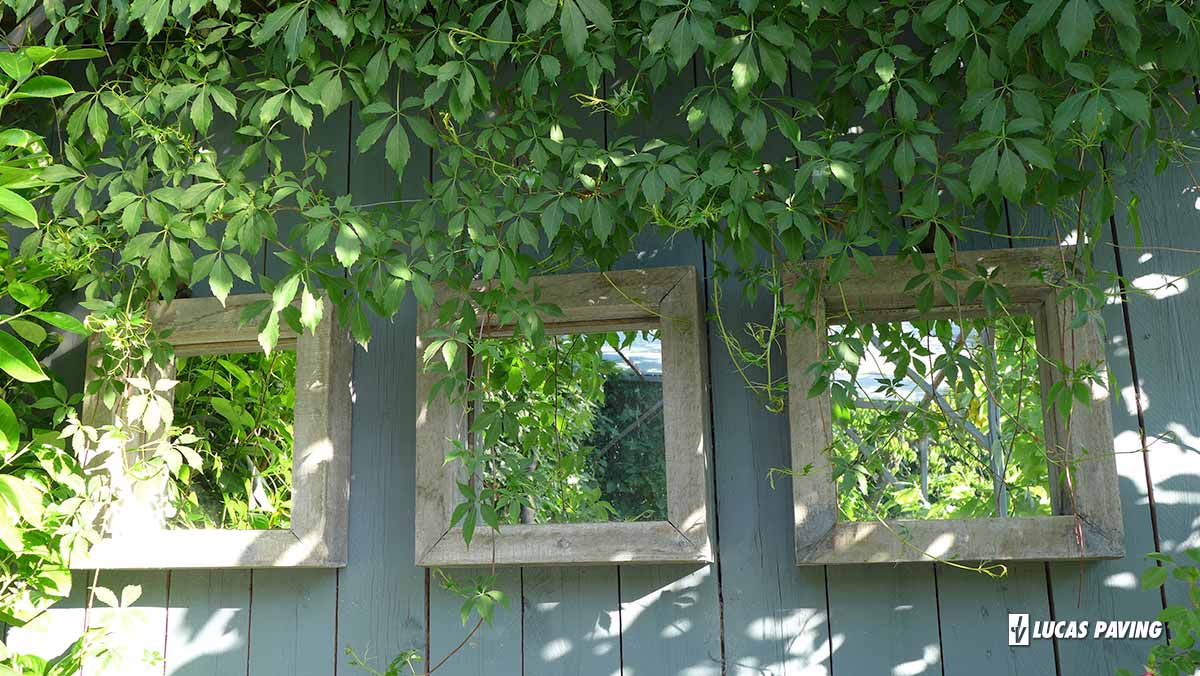 A garden wall covered in ivy featuring three mirrors to add light and dimension.